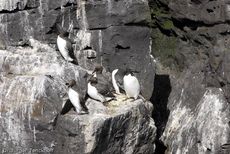 Trottellumme (1 von 2).jpg